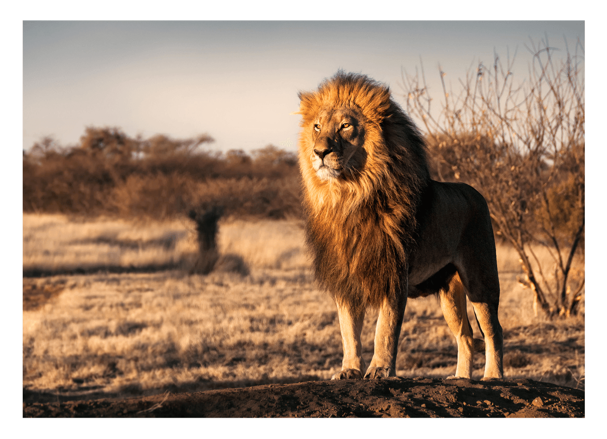 Löwe in afrikanischer Steppe – DEKOORA Löwe in afrikanischer Steppe – DEKOORA