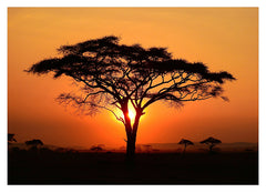 Afrikanischer Baum bei Sonnenuntergang