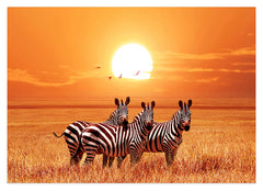 Zebras bei Sonnenuntergang