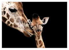 Giraffen-Mama und -Baby