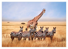 Giraffe und Zebras in der Savanne