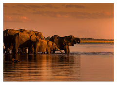 Elefanten im See