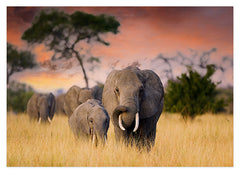 Elefanten-Familie