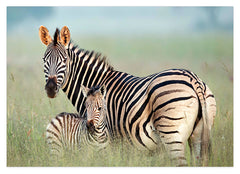 Zebra-Mama und Junges