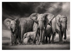 Elefanten-Herde in Schwarz-Weiß