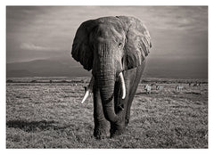 Elefant in Schwarz-Weiß
