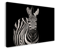 Zebra auf schwarzem Hintergrund