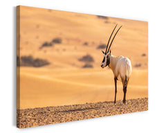 Südafrikanischer Spießbock - Oryx Gazella