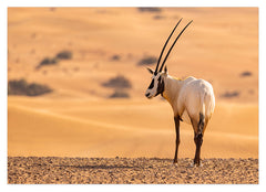 Südafrikanischer Spießbock - Oryx Gazella