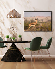 Afrikanische Springbock Antilope