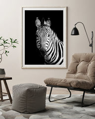 Zebra auf schwarzem Hintergrund
