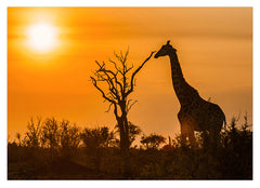 Giraffe bei Sonnenuntergang