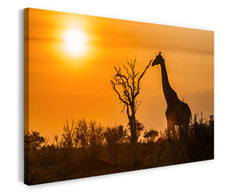 Giraffe bei Sonnenuntergang