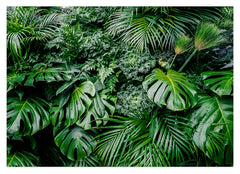 Palmen-Blätter im Regenwald