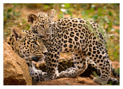 Leoparden-Mutter und Junges