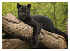 Schwarzer Panther auf einem Baum