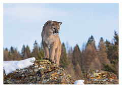 Puma in Berglandschaft