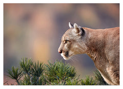 Puma im Profil