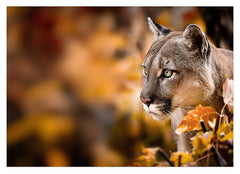 Puma im Herbst