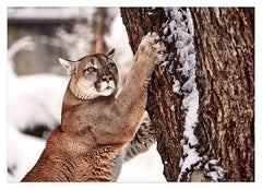Puma am Baum