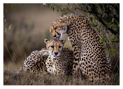 Geparden-Paar
