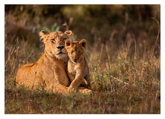 Löwen-Mama mit Baby