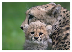 Geparden-Baby mit Mama