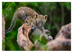 Süße Leoparden-Babies