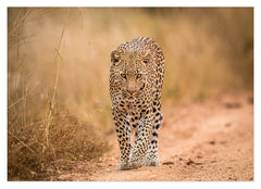 Leopard in der Savanne