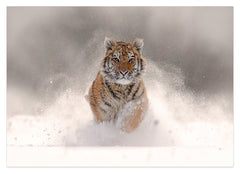 Springender Tiger im Schnee
