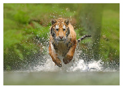Rennender Tiger im Wasser
