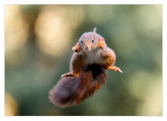 Springendes Eichhörnchen
