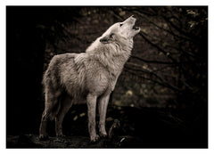 Heulender Wolf