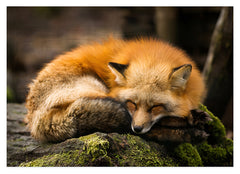 Schlafender Fuchs