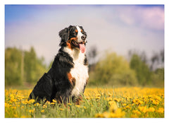 Bernersennen-Hund in Blumenwiese