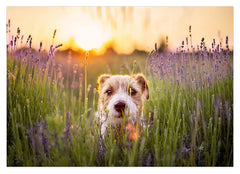 Süßer Hund in Blumenwiese