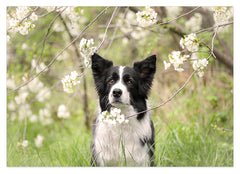 Süßer Hund in Blütenlandschaft