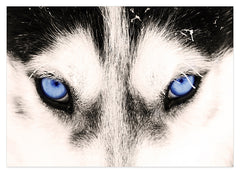 Blaue Husky-Augen