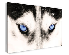 Blaue Husky-Augen