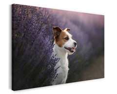 Jack Russel Terrier im Lavendel
