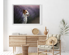 Jack Russel Terrier im Lavendel