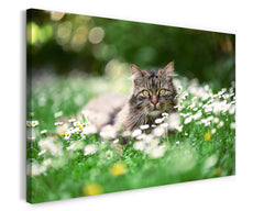 Katze in Blumenwiese