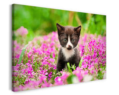Katzen-Baby in Blumenwiese