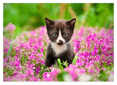 Katzen-Baby in Blumenwiese
