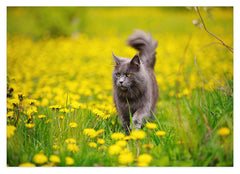 Katze in Blumenwiese