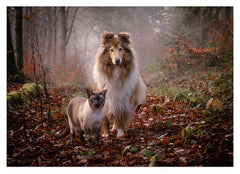 Katze und Hund in der Natur