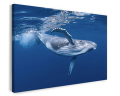 Blauwal unter Wasser