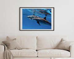 Delfine unter Wasser
