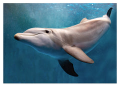 Süßer Delfin
