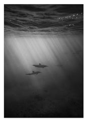 Delfine unter Wasser - Schwarz-Weiß